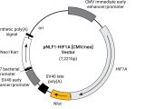 pNLF1-HIF1a [CMV/neo] Vector System