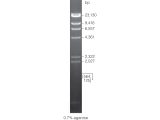Lambda DNA / Hind III Markers 100ug