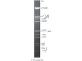 Lambda DNA / EcoR I + Hind III Markers 100ug