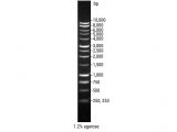 DNA Ladder 1kb 500ul (100 lanes)
