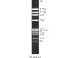 BenchTop PhiX174 DNA/Hae III Markers 250ul