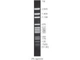 BenchTop pGEM(R) DNA Markers250ul