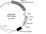 pF4K CMV Flexi(R) Vector 20ug