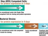 Single Step (KRX) Competent Cells 20 X 50ul