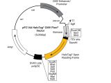 pFC14A HaloTag(R) CMV Flexi(R) Vector 20ug