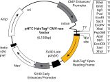 pHTC HaloTag(R) CMV-neo Vector 20ug