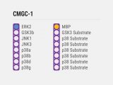 Kinase Selectivity Profiling System CMGC-2