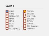 Kinase Selectivity Profiling System CAMK-1